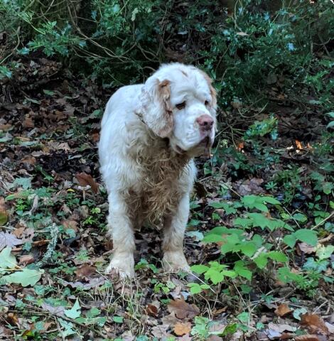 Xon - 12 years old and still enjoying his work.