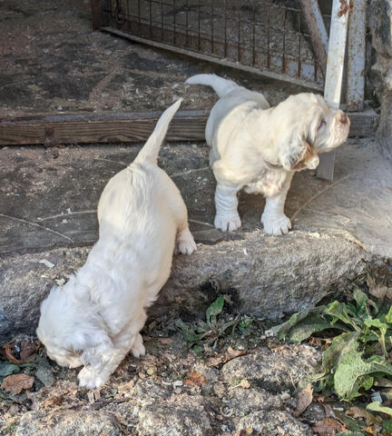 Seren&#39;s Pups now in Puppy house