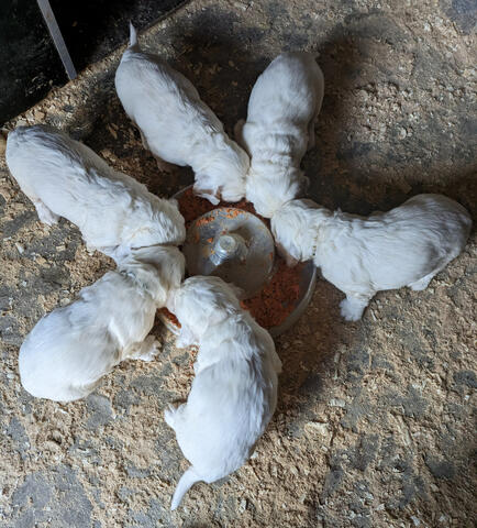 Pups love Meat and Veg to eat.