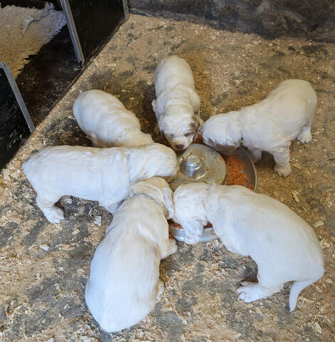 Puppies love raw Mest and Veg to eat. Puppies love raw Mest and Veg to eat.